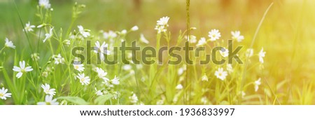stellaria media is a wild field herbaceous plant with white flowers in full bloom with meadow grasses. stellaria are used in folk medicine as a medicinal plant. banner. flare