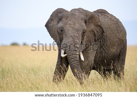 African elephant (Loxodonta africana) in Masai Mara, Kenya Royalty-Free Stock Photo #1936847095