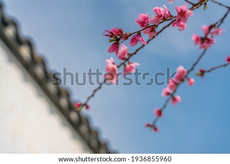Close view of pink peach blossoms in spring time.