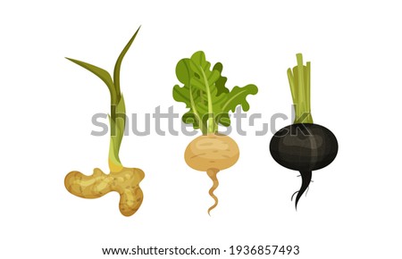Root Vegetables as Underground Plant Part with Ginger and Turnip Vector Set Royalty-Free Stock Photo #1936857493