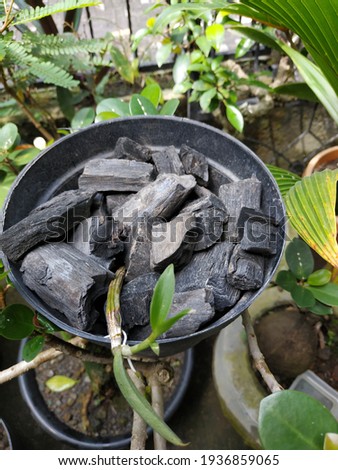 Orchid flowers with charcoal planting media