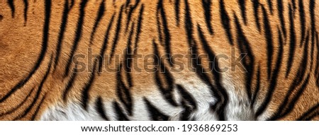 texture of real tiger skin, fur. Abstract background Royalty-Free Stock Photo #1936869253