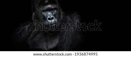 Portrait of a male gorilla on a black background, severe silverback, Grave look of the great ape, the most dangerous and biggest monkey of the world. The chief of a gorilla family. APE. Royalty-Free Stock Photo #1936874995