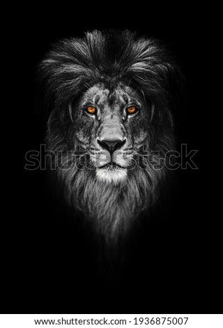 Portrait of a Beautiful lion, lion in dark. Royalty-Free Stock Photo #1936875007
