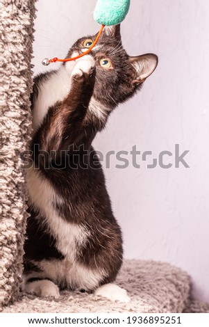 Black and white active kitten playing with a toy