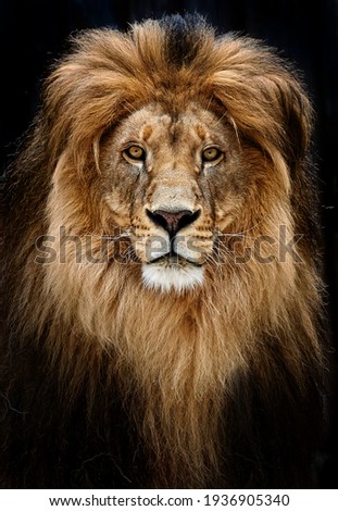 Portrait of a Beautiful lion, lion in dark. Royalty-Free Stock Photo #1936905340