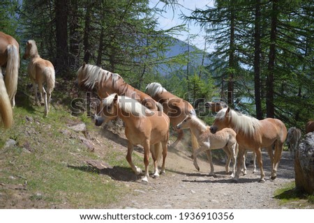 Haflinger horses in Southtyrol on a hiking path Royalty-Free Stock Photo #1936910356