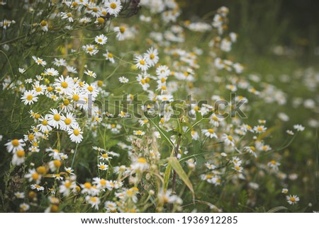 Wild daisies on the lawn in the park. Amazing meadow with wildflowers. Beautiful rural landscape. Selective focus. Spring symbol.