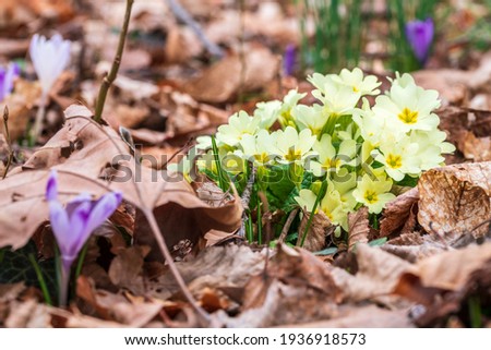 Early spring in the bare forest. Crocus flowers, hellebore among the leaves.