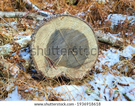 A top down view of a cut tree trunk. The bark of the tree is covered in a light dusting of snow as well as the frozen ground. The bottom of the stump has unique markings and textures. Royalty-Free Stock Photo #1936918618