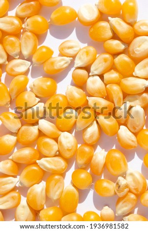 Corn kernels on a white background