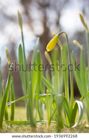 Yellow daffodils in springtime. Selective focus and shallow depth of field. 