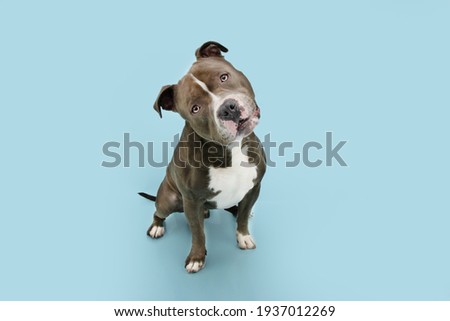 Funny American bully dog tilting head side. Isolated on blue pastel background. Royalty-Free Stock Photo #1937012269