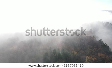 Morning fog in the forest