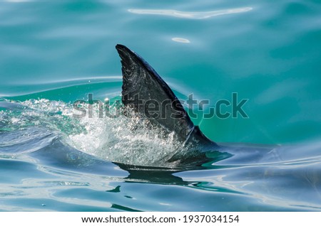 First dorsal fin of a great white shark Royalty-Free Stock Photo #1937034154
