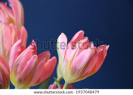 Close-up of isolated pink tulips on a dark blue background for a banner, studio photo