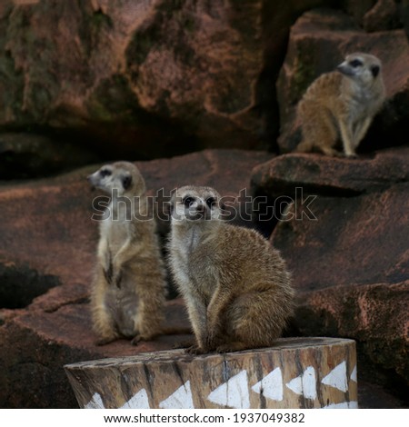 Portrait of the Meerkats or Suricata suricatta relax on the rock in their cage.