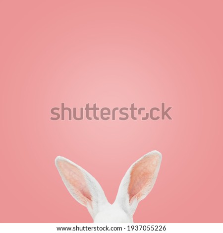 White rabbit ears on a light pink background with copy space. Easter minimalism.