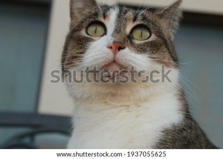 Chin of a house cat with acne Royalty-Free Stock Photo #1937055625