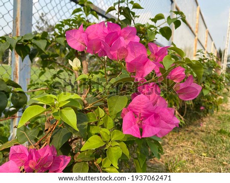 Beautiful bright pink flowers picture