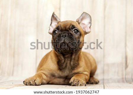 little cute French bulldog puppy Royalty-Free Stock Photo #1937062747