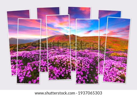 Isolated eight frames collage of picture of blooming rhododendron flowers on mountain hill. Colorful summer sunrise in Carpathian mountains. Mock-up of modular photo.
