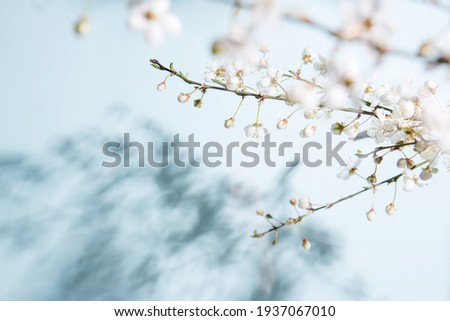 Blooming spring flowers and buds. Cherry branch and its shadow.