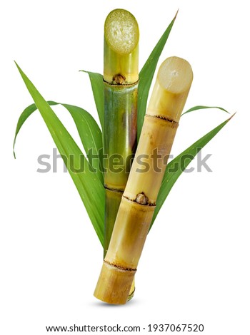 Sugar cane isolated on white background Royalty-Free Stock Photo #1937067520