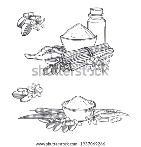 Hand drawn moringa oleifera. Roots, fruits, seeds and leaves on white background. Vector  sketch  illustration.