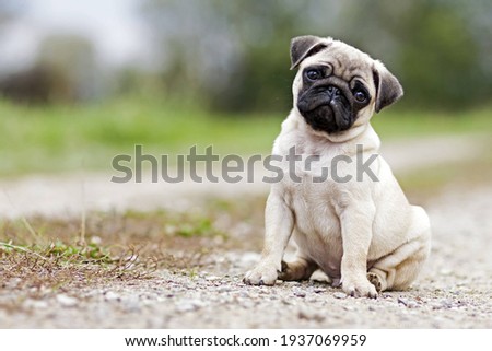 Pug puppy in the park Royalty-Free Stock Photo #1937069959
