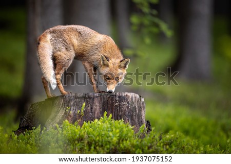 An young red fox quietly looking around from a large stump in spring green forest. Surrounded by blackberry fresh green leaves, pure natural scene. Amazing mammal, very common for Europe. 