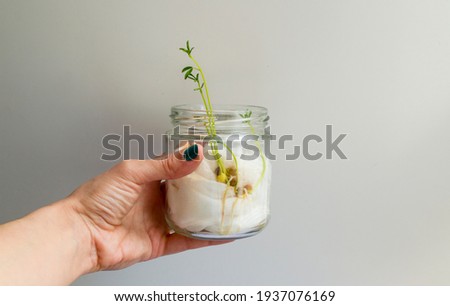 lentil plant, lentils growing in a glass pot with cotton wool. Woman's hand holding the glass jar where lentils grow. Royalty-Free Stock Photo #1937076169