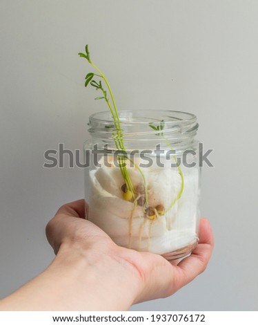 lentil plant, lentils growing in a glass pot with cotton wool. Woman's hand holding the glass jar where lentils grow. Royalty-Free Stock Photo #1937076172