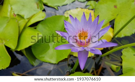 Purple lotus flower.Beautiful blooming purple lotus above the water.