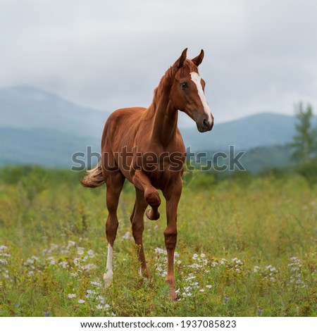 A young red filly with a white stripe on her muzzle stands with her foot raised on the green grass in a field in the haze of the mountains. Royalty-Free Stock Photo #1937085823