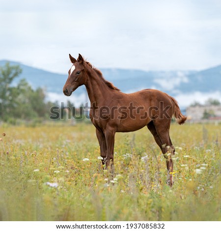 A dark red young colt stands in a field in a flower meadow against the backdrop of smoky mountain ranges