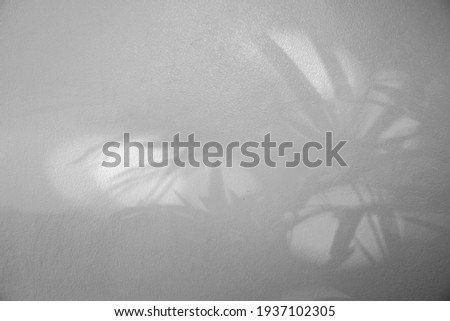 Blurred of leaves shadow background. Natural leaves tree branch shadows and sunlight dappled on white concrete wall texture in garden for background and wallpaper