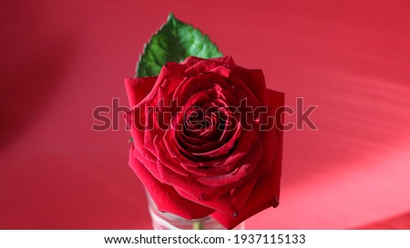 Close-up dark red rose in the sunlight on a natural red background for banner, large format
