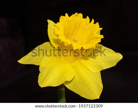 Beautiful yellow spring narcissus on a black background