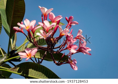 Frangipani flowers on sky background Royalty-Free Stock Photo #1937128453