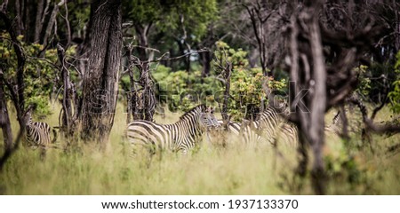 Wild Zebras In the Wilderness In Search For Grass After Rain Has Poured.