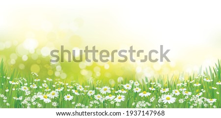 Vector summer nature  background, white chamomiles field. Royalty-Free Stock Photo #1937147968