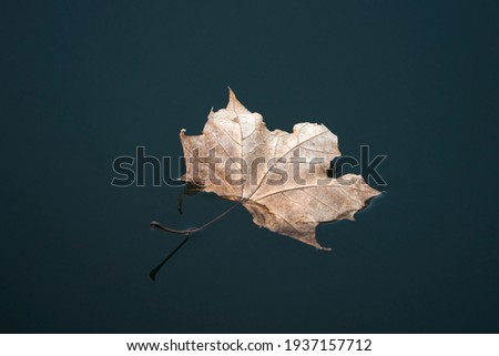 A brown leaf floats on the surface on calm lake water in north Idaho.