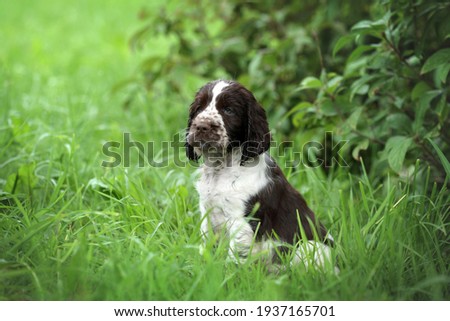 Cute little english springer spaniel puppy sitting in the grass Royalty-Free Stock Photo #1937165701