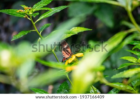 a beautiful brown colorful butterfly stops on a plants and flower, close up macro