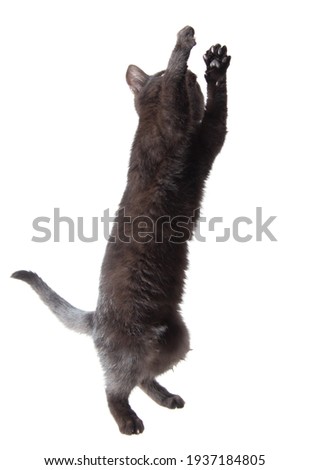 Black cat stands on two legs isolated on a white background.