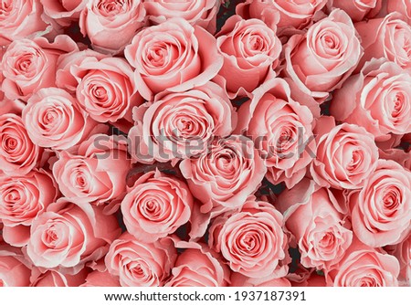Rose Background. Colorful rose wall background. Royalty-Free Stock Photo #1937187391