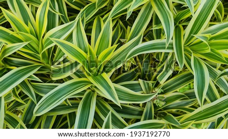 Dracaena reflexa is a tree native to Mozambique, Madagascar, Mauritius, and other nearby islands of the Indian Ocean. It is widely grown as an ornamental plant and houseplant. Song of india plant. Royalty-Free Stock Photo #1937192770
