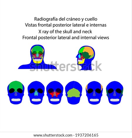 Human skeleton x ray of the skull and neck front back lateral and internal views vector