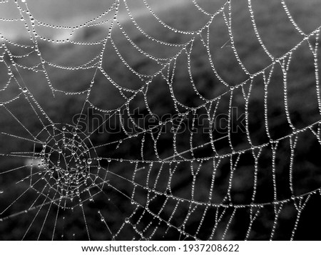 Dew drops on spider web. Black and white image.